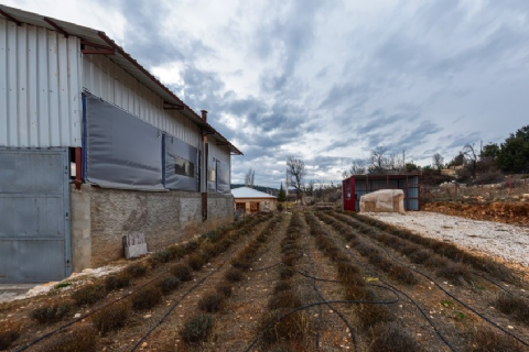 Çaltıbozkır Lavanta Bahçesi 