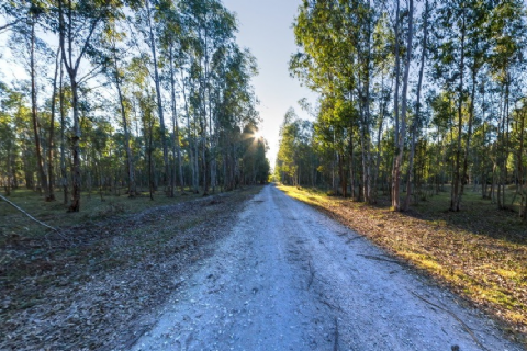 Karabucak Forest